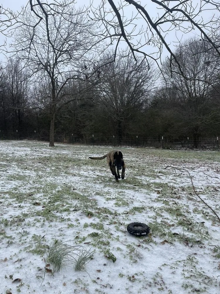 Valkyrie  Located In thumbnail 2