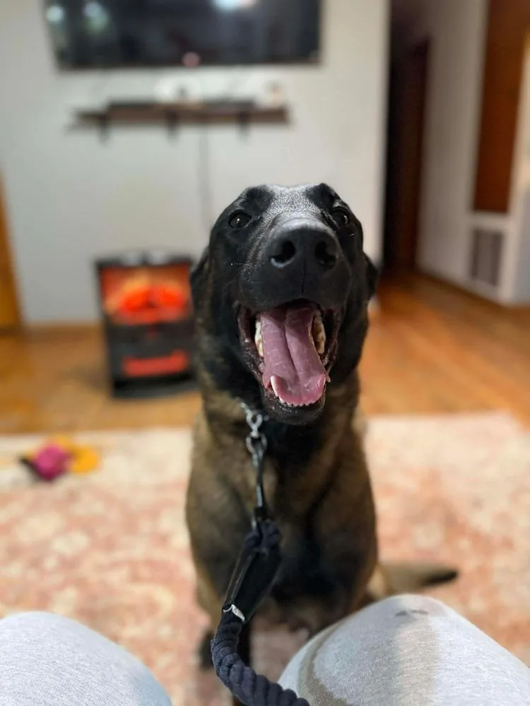 Viper Located In Oklahoma photo 1