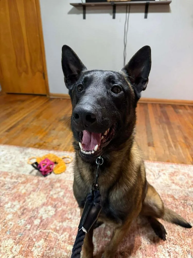 Viper Located In Oklahoma thumbnail 2