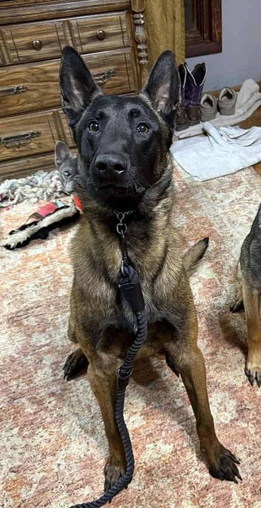 Viper Located In Oklahoma thumbnail 3