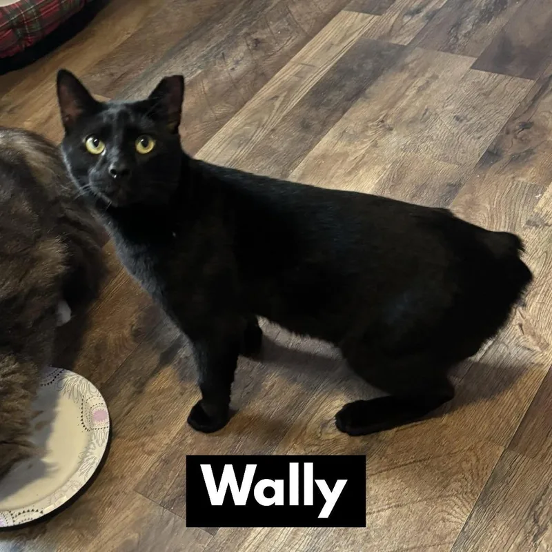 Wally
