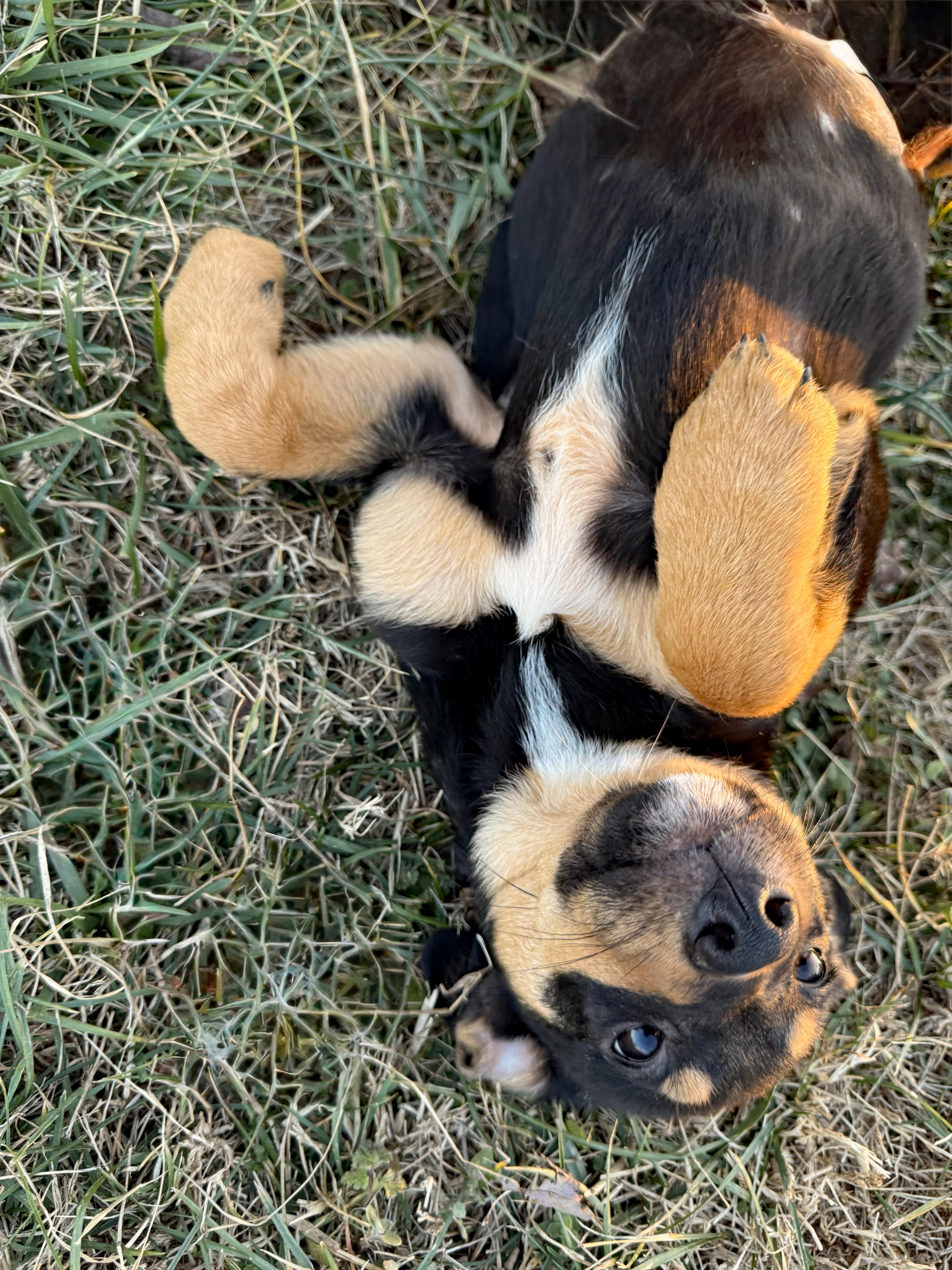 Miss Charlie thumbnail 2