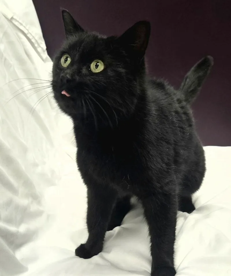 Pop Rocks thumbnail 2