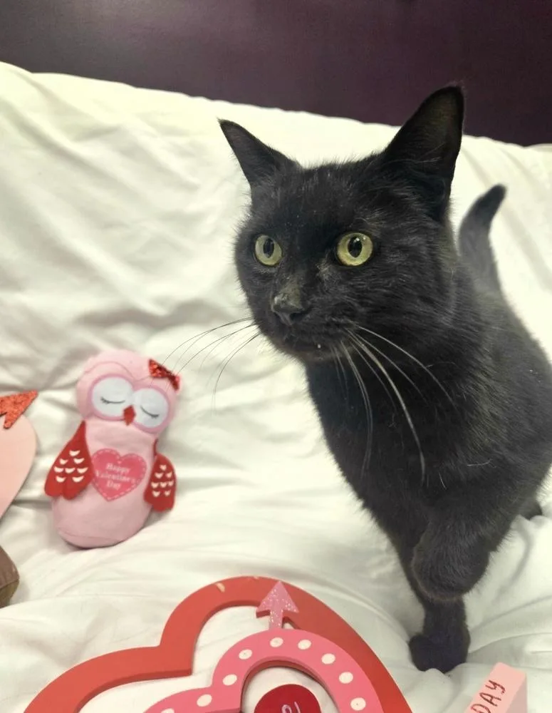 Pop Rocks thumbnail 3