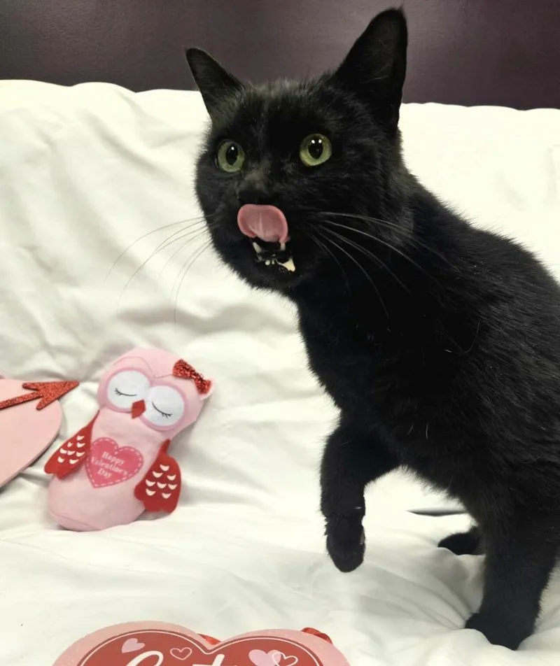 Pop Rocks thumbnail 4