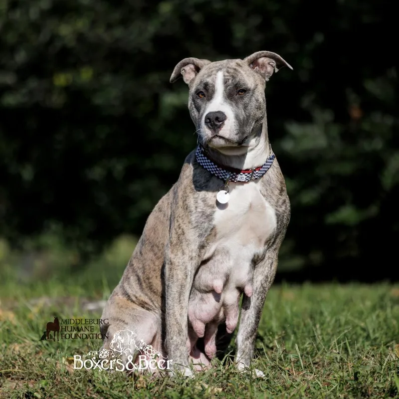An adult medium-sized female Brindle Mixed Breed dog named Tika for adoption in Marshall, VA