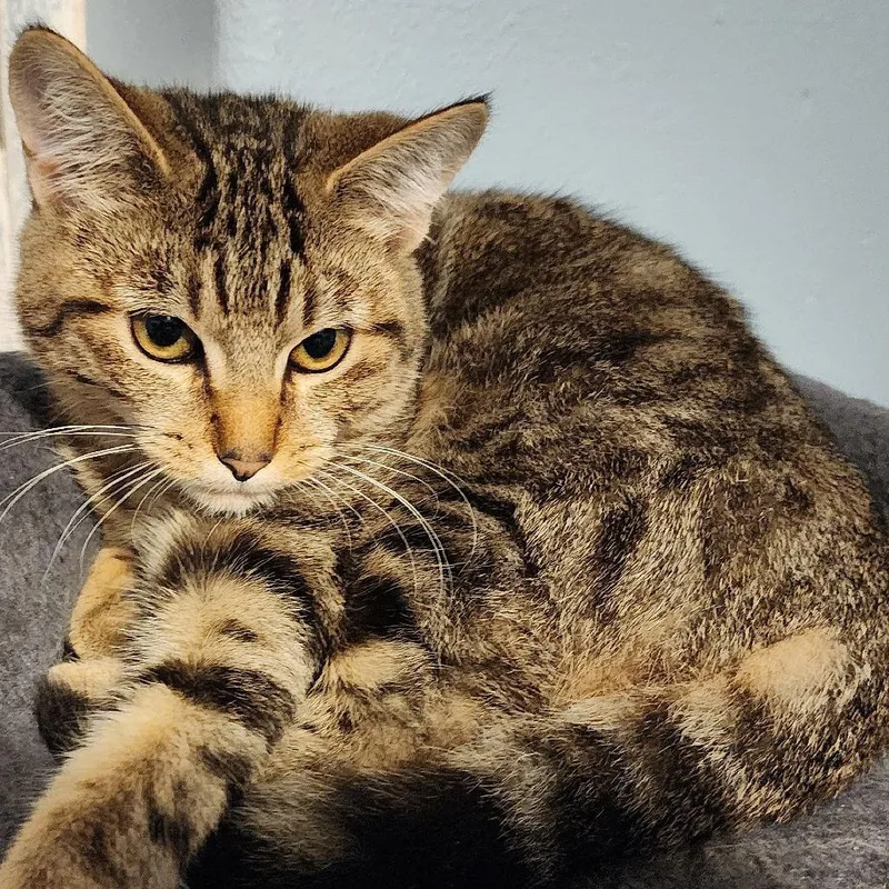 Bechamel thumbnail 2