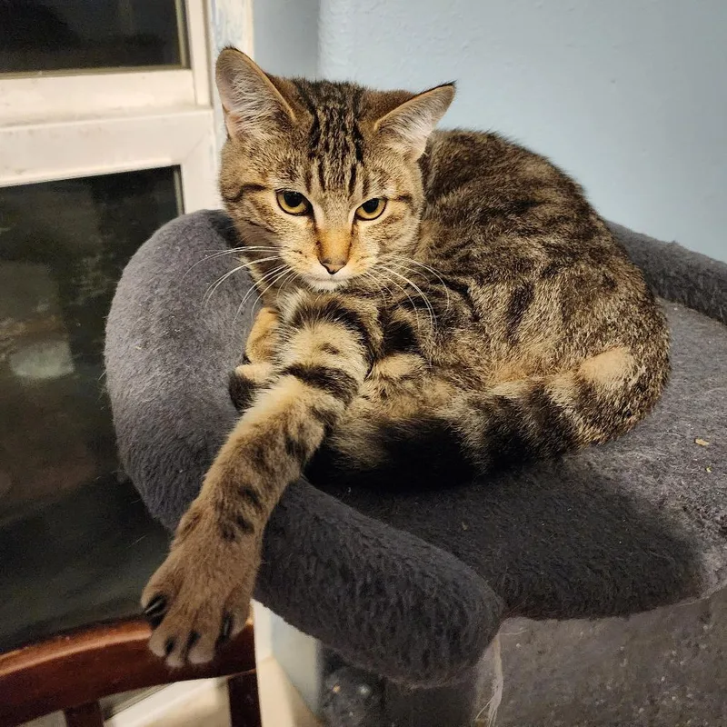 Bechamel thumbnail 3