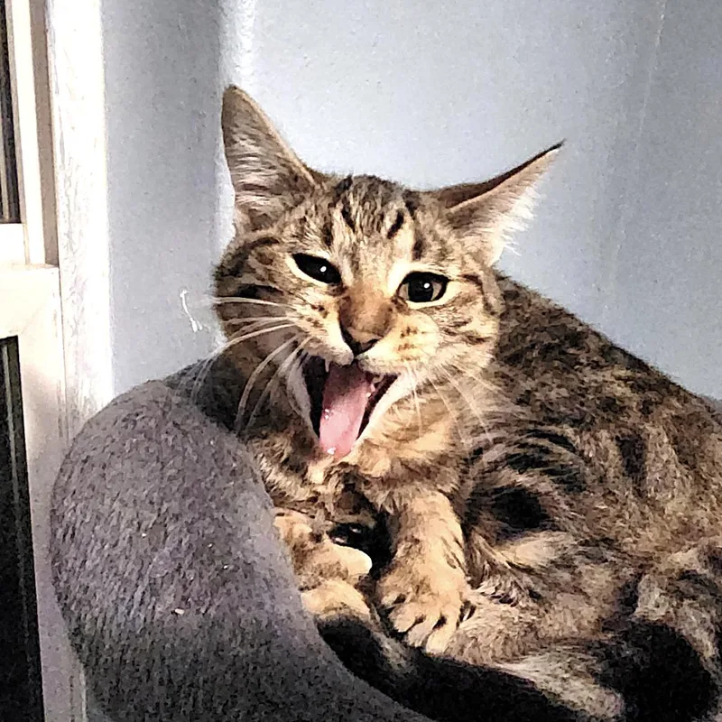 Bechamel thumbnail 4