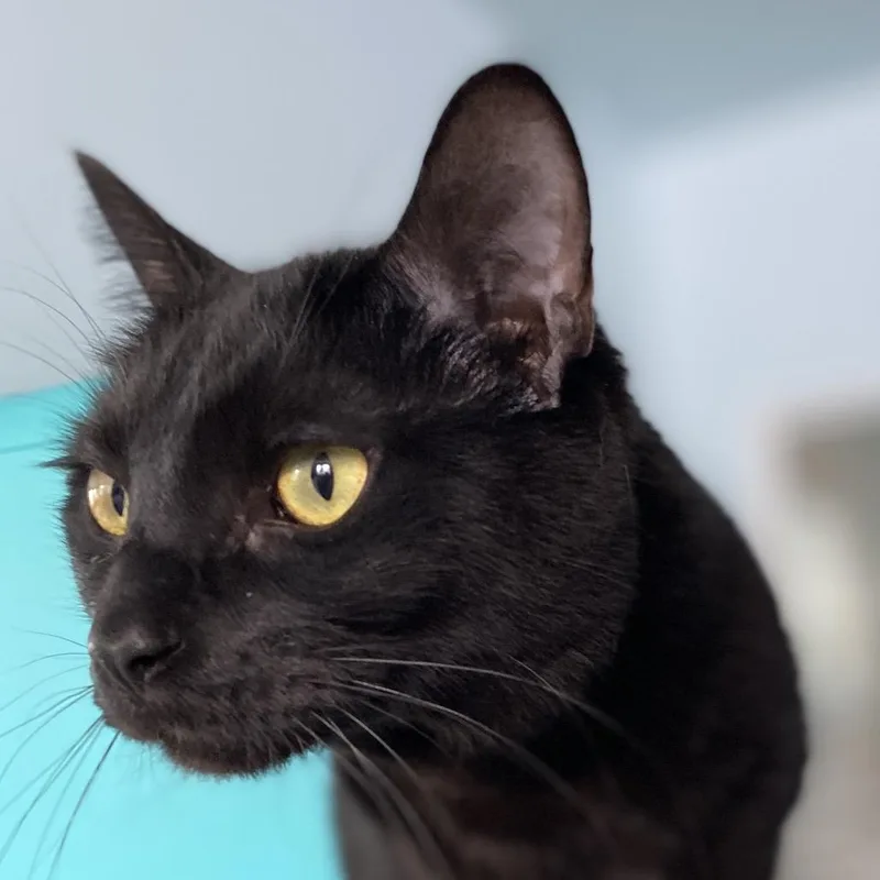 Boop Catt thumbnail 2