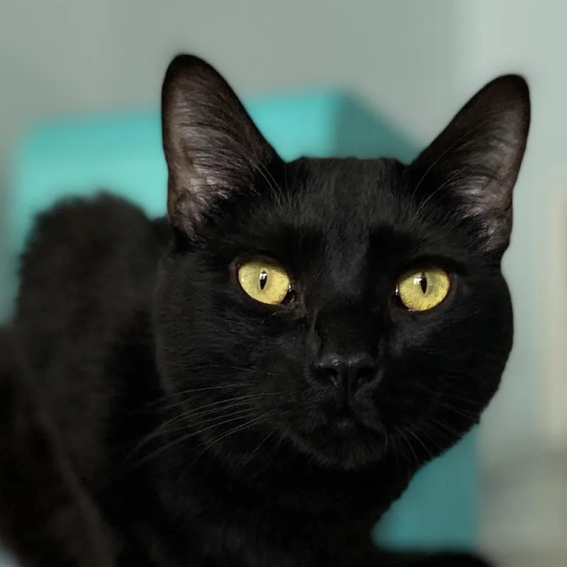 Boop Catt thumbnail 3