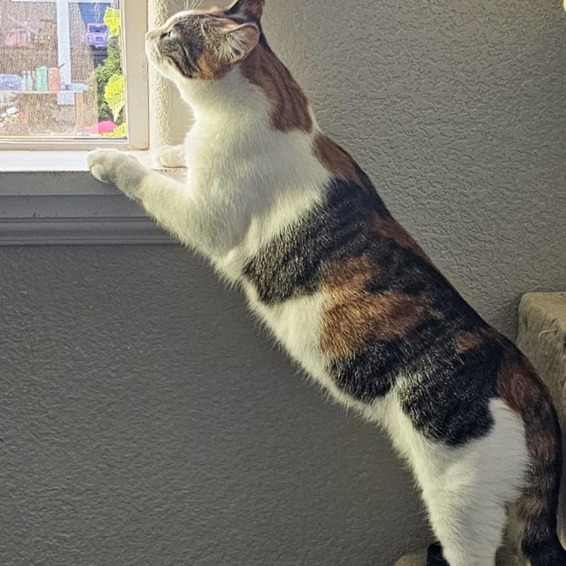 Mamacita thumbnail 3