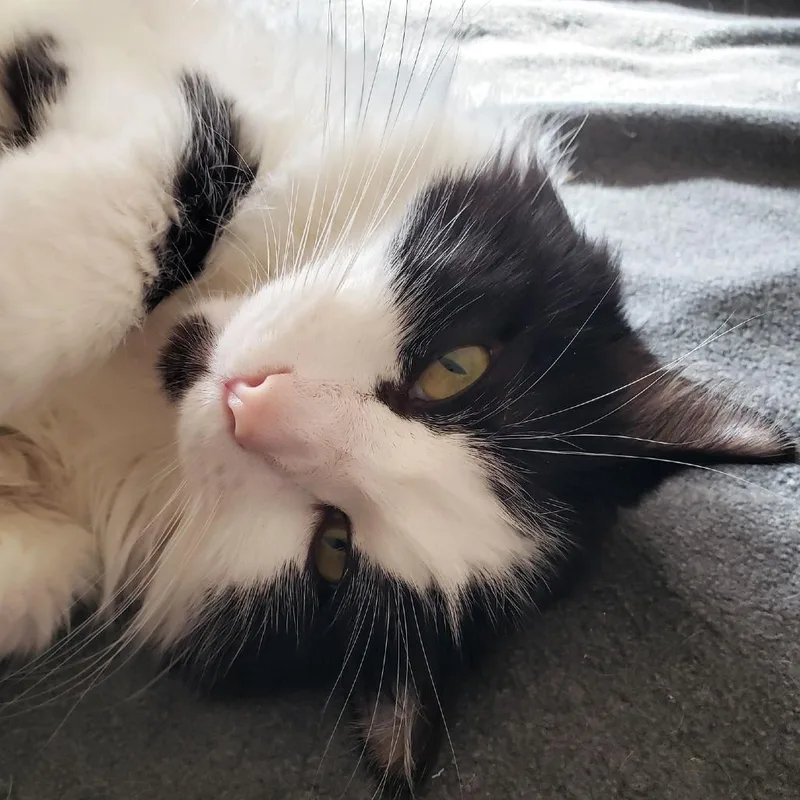 Sylvester thumbnail 2