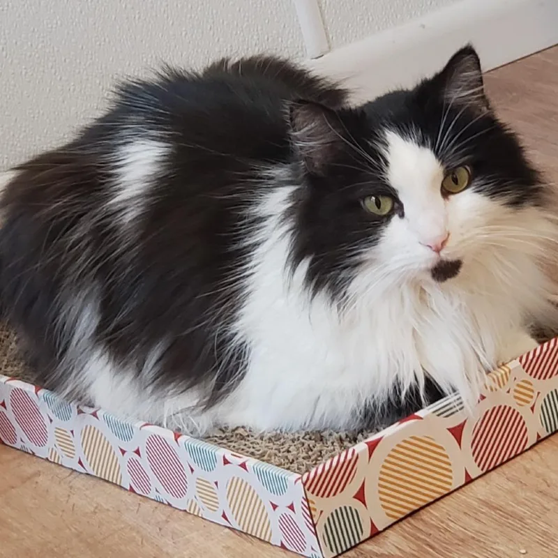 Sylvester thumbnail 3