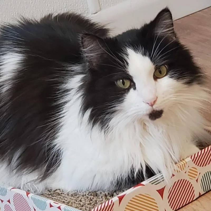 Sylvester thumbnail 5