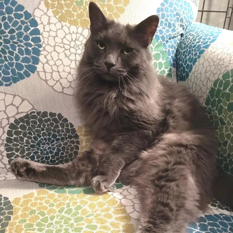 Shadow Roxy thumbnail 2