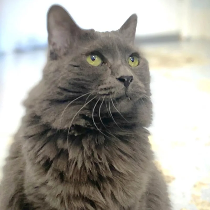 Shadow Roxy thumbnail 3