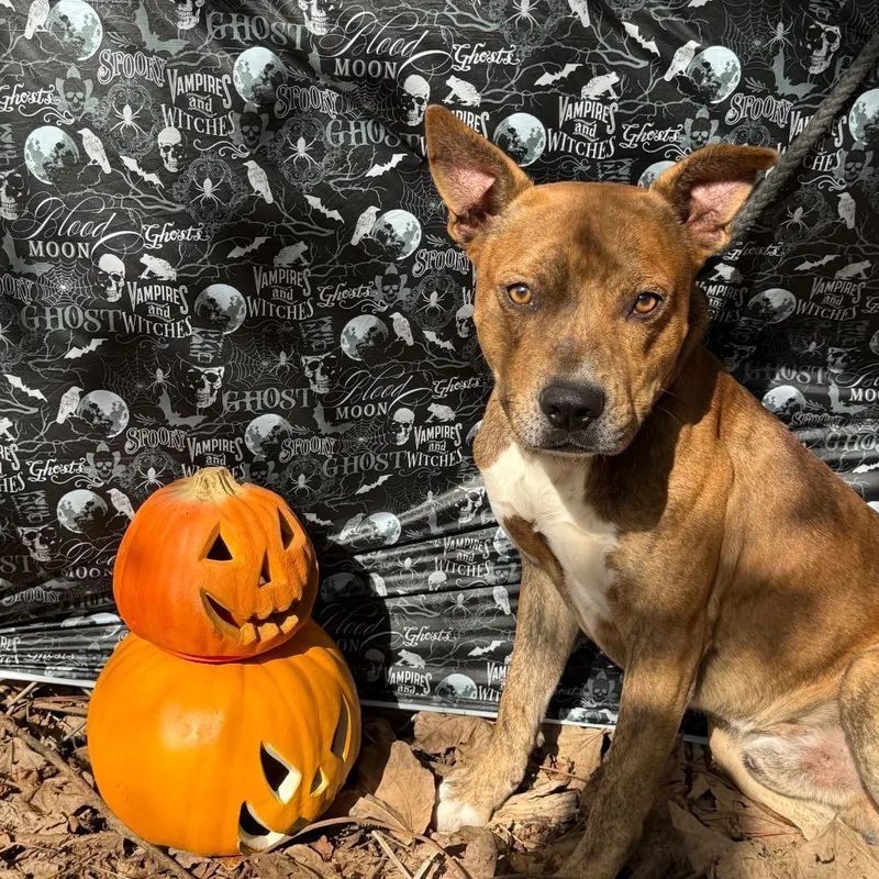 Cheese Balls thumbnail 4