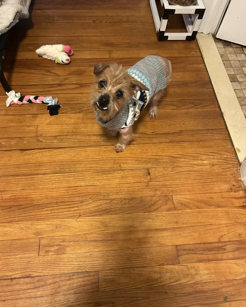 Bruno And Toto thumbnail 3