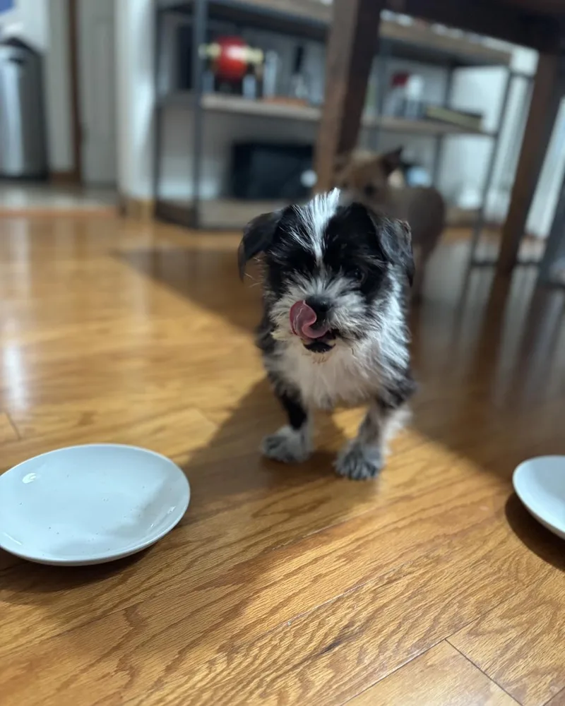 Bruno And Toto thumbnail 4