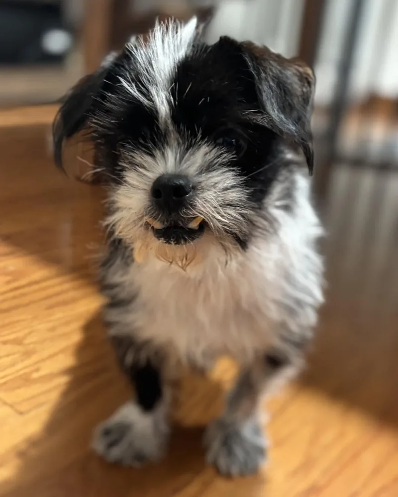 Bruno And Toto thumbnail 5