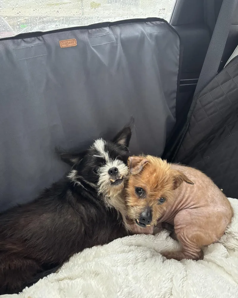 Bruno And Toto thumbnail 6