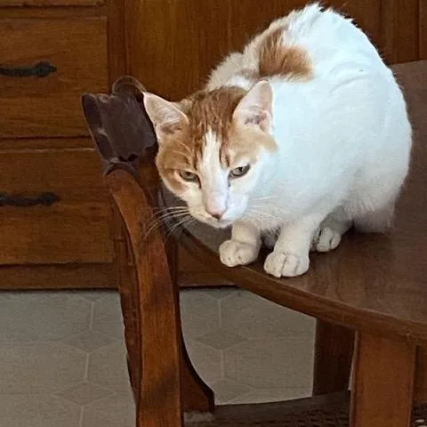 Skye & Myko thumbnail 4