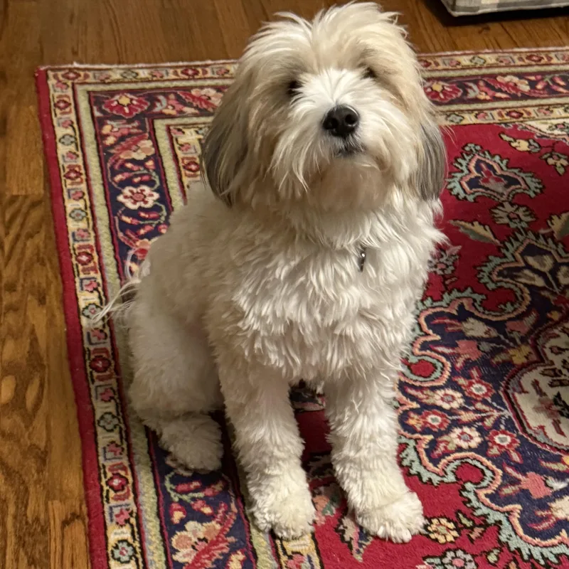 Mr. Fluffy Cooper thumbnail 2