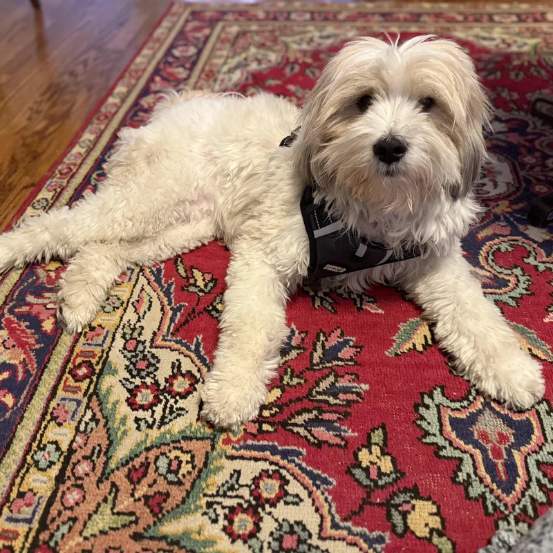 Mr. Fluffy Cooper thumbnail 3