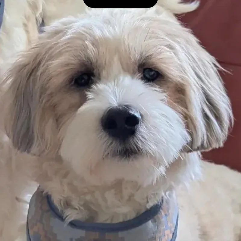 Mr. Fluffy Cooper thumbnail 4