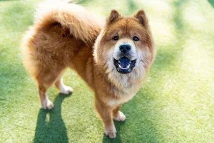 Freckles thumbnail 3