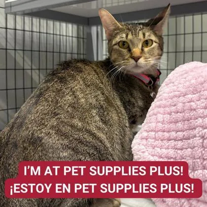 Halloweentown thumbnail 2