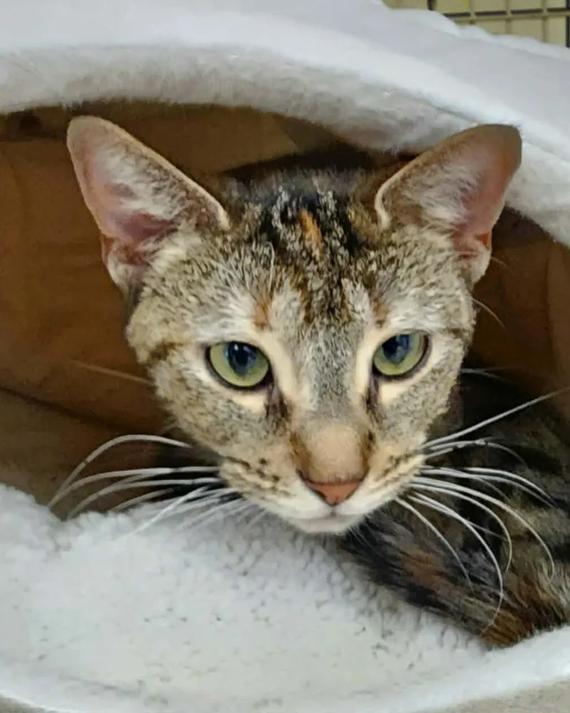 Foxy  Bonded Wmini thumbnail 2