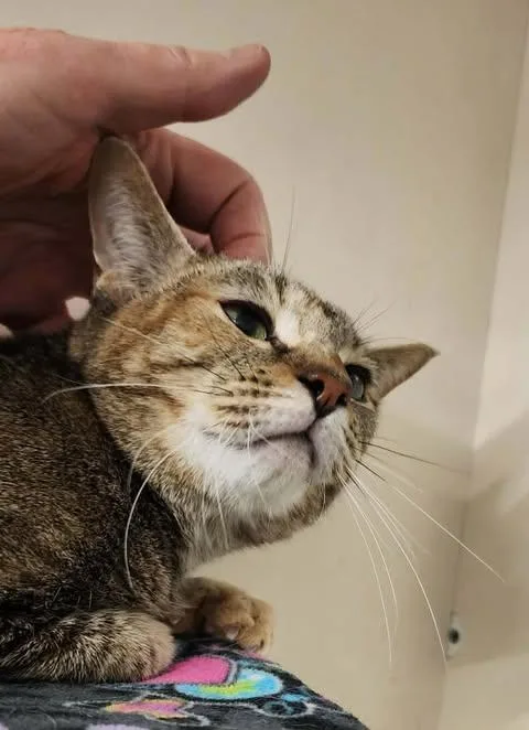 Foxy  Bonded Wmini thumbnail 3