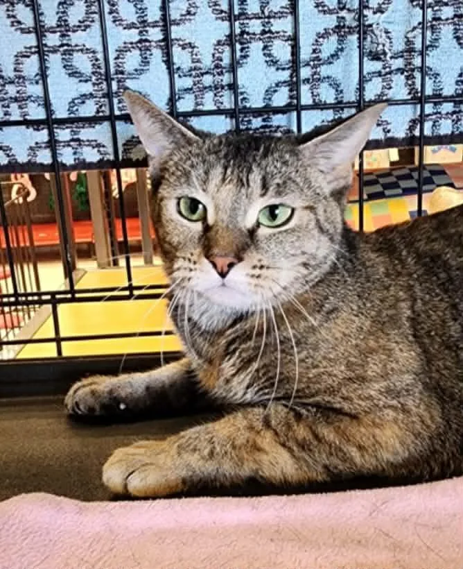 Foxy  Bonded Wmini thumbnail 4