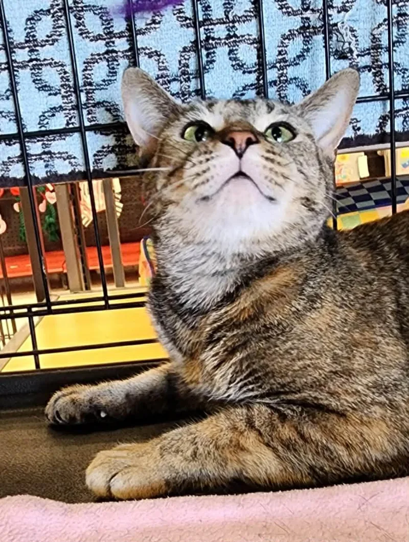 Foxy  Bonded Wmini thumbnail 5