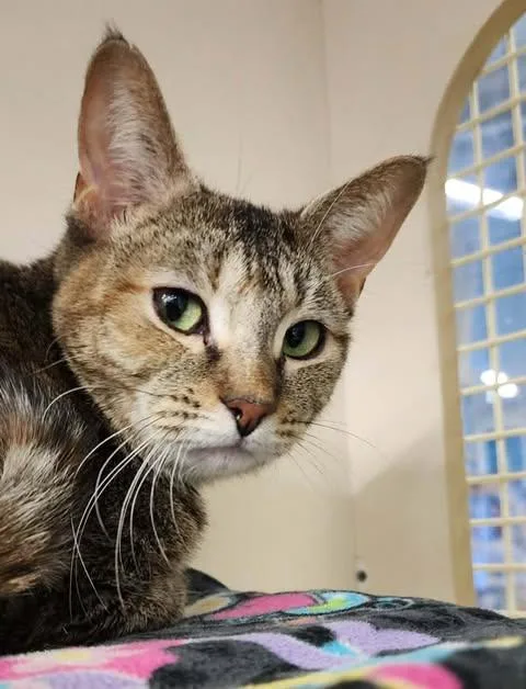 Foxy  Bonded Wmini thumbnail 6