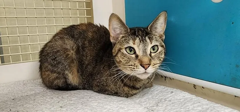 Mini  Bonded Wfoxy thumbnail 2