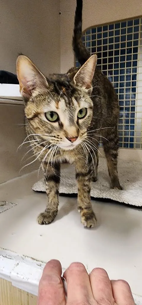 Mini  Bonded Wfoxy thumbnail 3