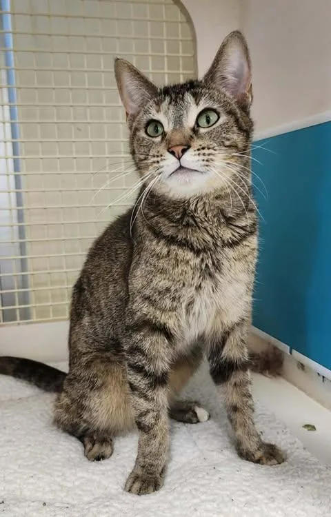 Mini  Bonded Wfoxy thumbnail 4