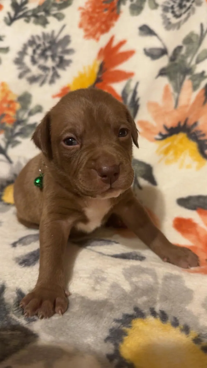 Browniestella's Litter