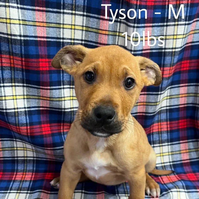 Tyson thumbnail 2
