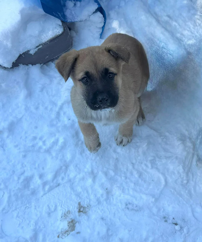 Laineynick Of Time Litter