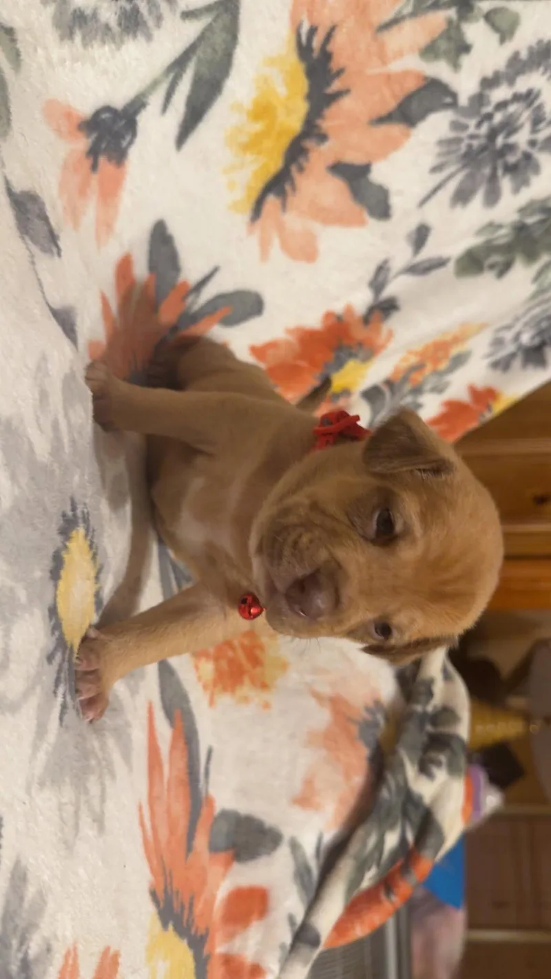 Teddystella's Litter