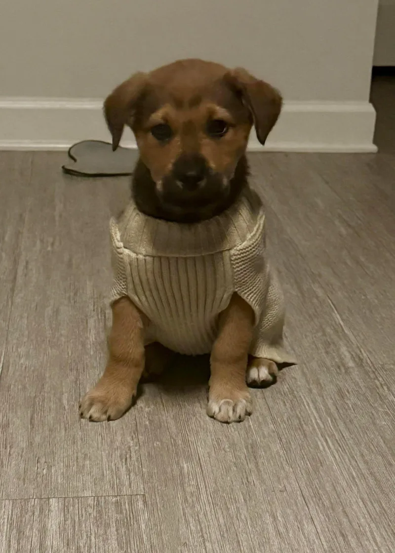 Dierksnick Of Time Litter