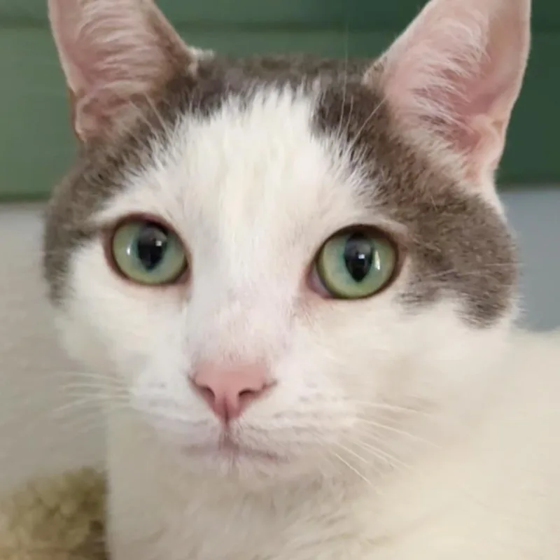 Marshmallow Man thumbnail 2