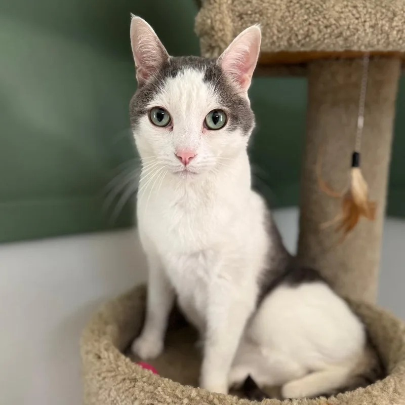 Marshmallow Man thumbnail 3