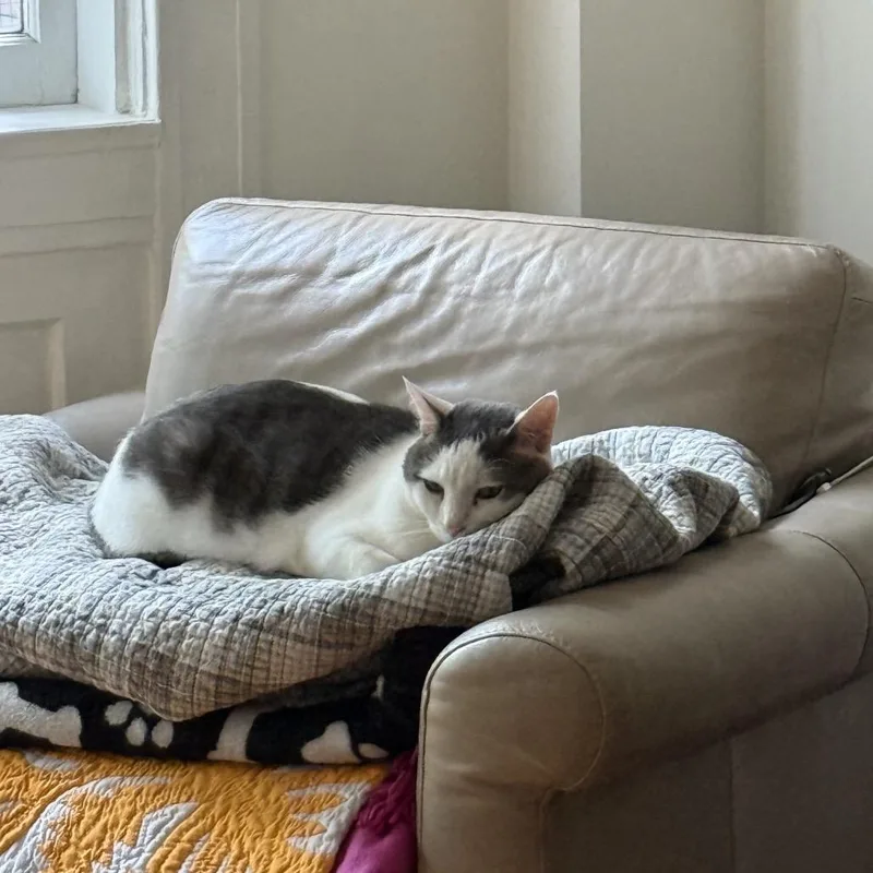 Marshmallow Man thumbnail 4