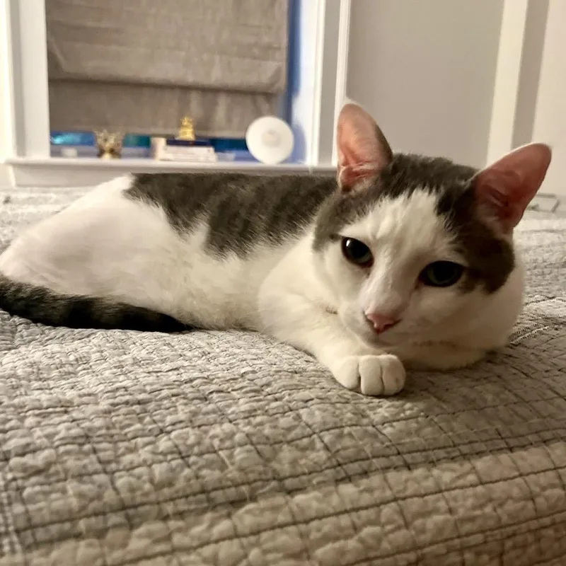 Marshmallow Man thumbnail 5