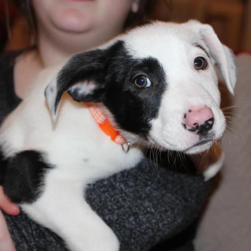 Ct Simon thumbnail 2